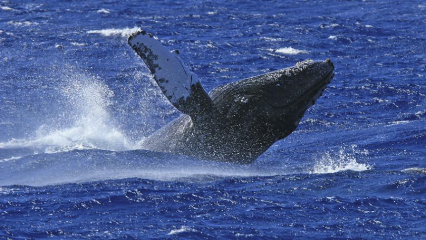 Foto fra Turks & Caicos, Turks- og Caicosøyene – Whale-off-south-caicos