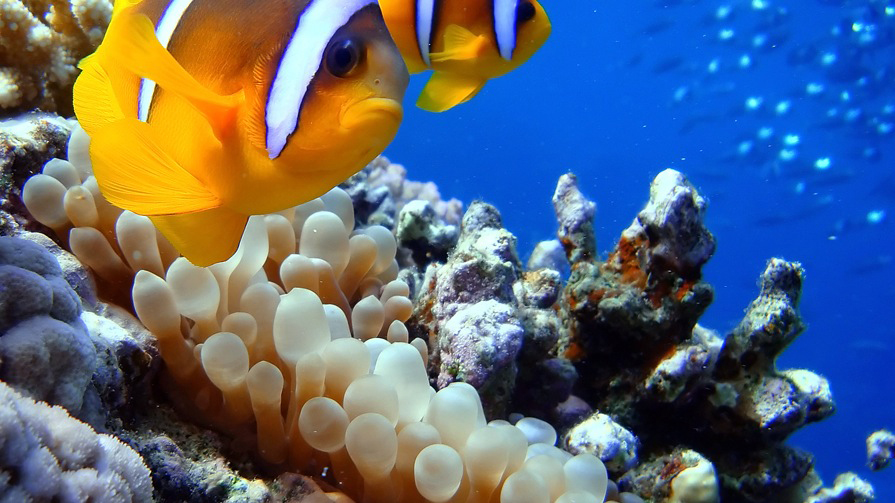 Foto fra Hurghada, Egypt – Clownfish at Sharm El Naga beach