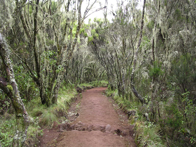 Foto fra Mt Kilimanjaro, Tanzania – Forest in Marangu route in Kilimanjaro area 001