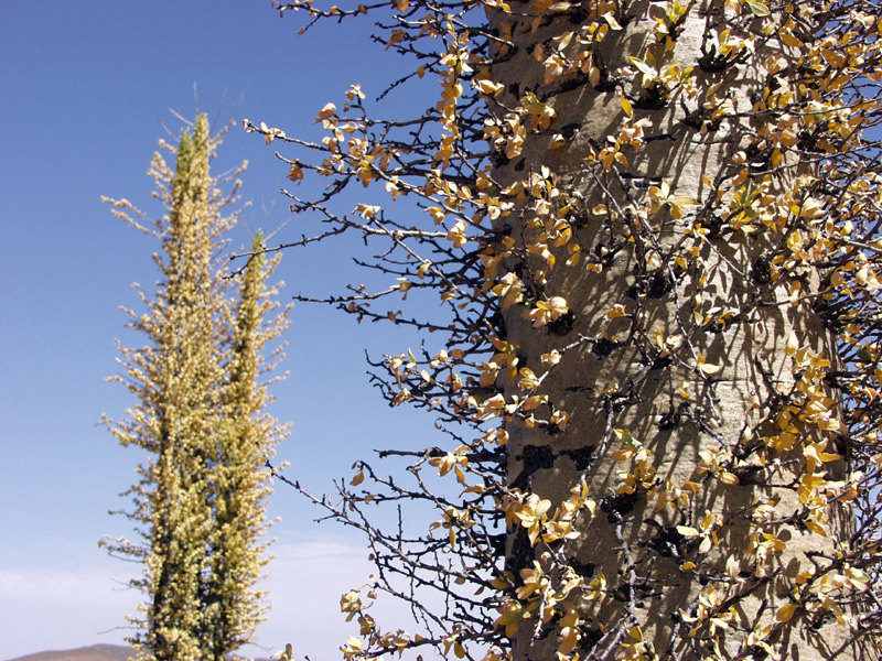 Foto fra Baja California, Mexico – Boojum tree 02