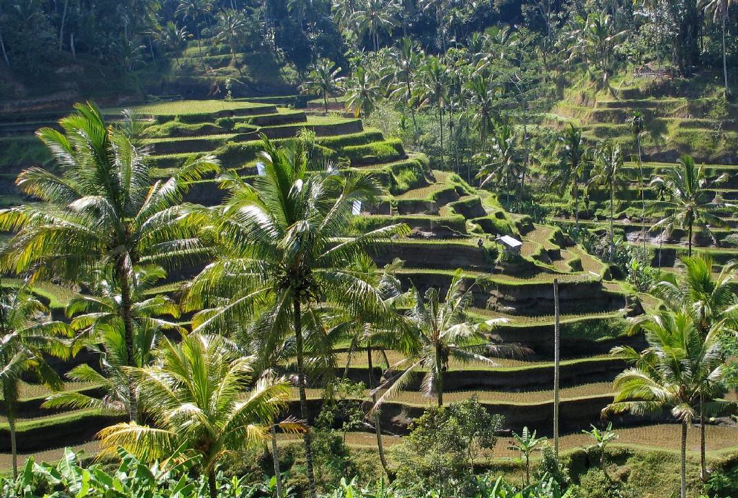 Foto fra Bali, Indonesia – Bali