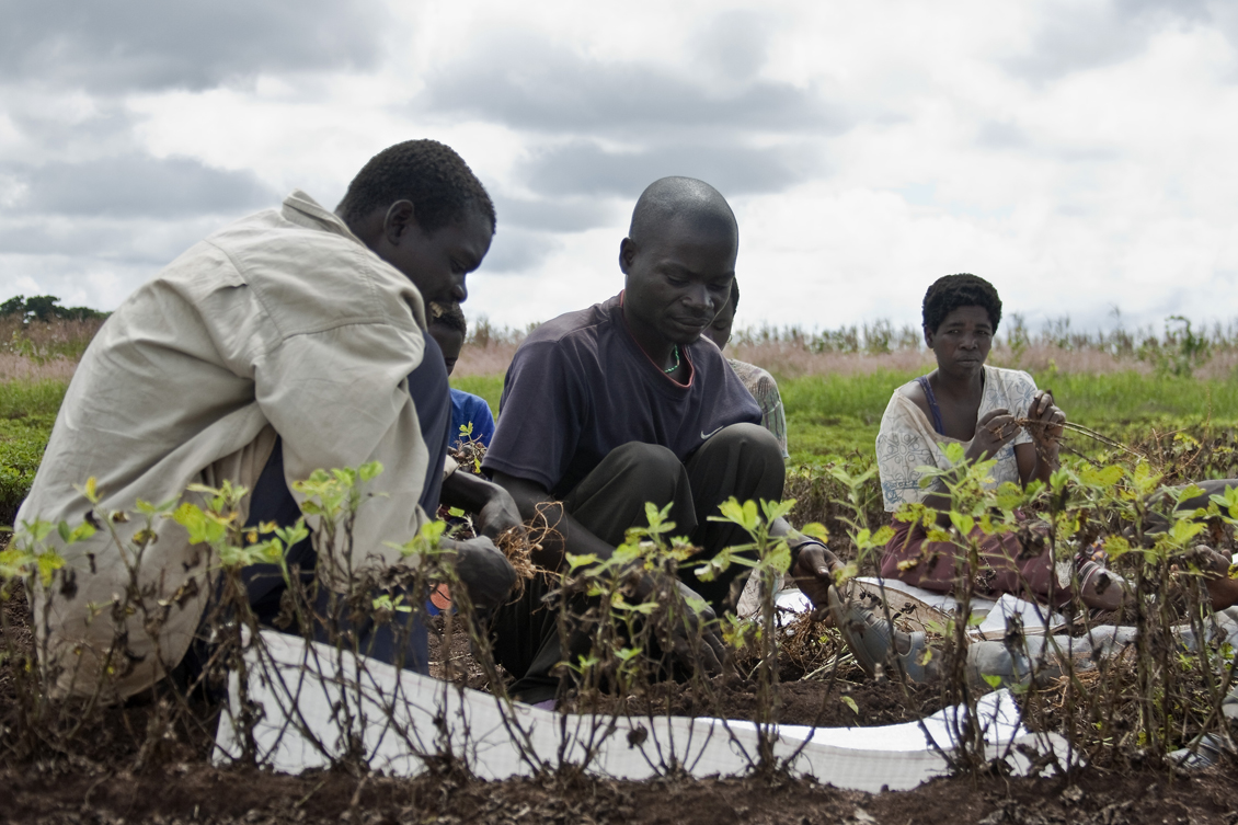 Foto fra Malawi – Groundnut harvesting in Malawi