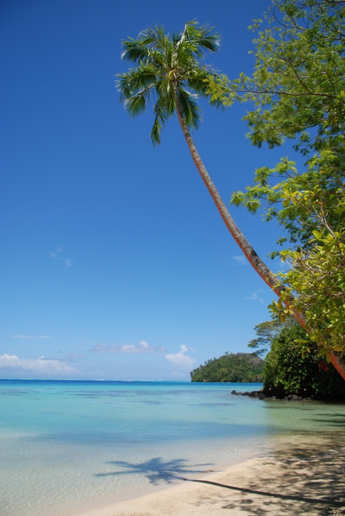 Foto fra Huahine, Tahiti – Coconut tree and lagoon, Huahine