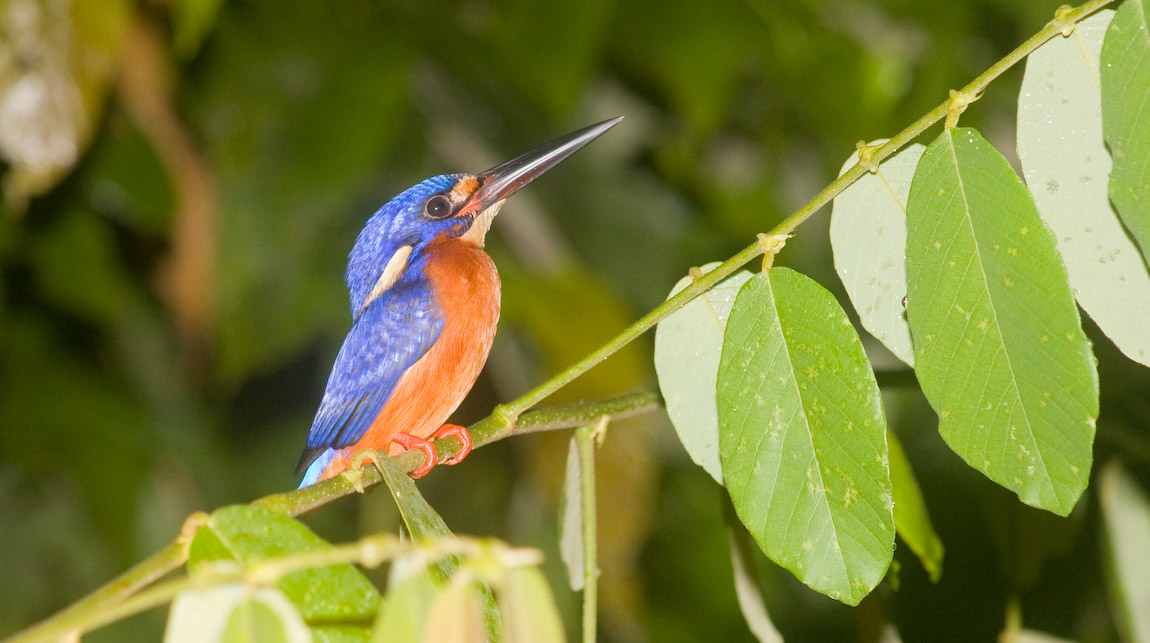 Foto fra Sabah, Malaysia – Blue-eared Kingfisher (Alcedo meninting)