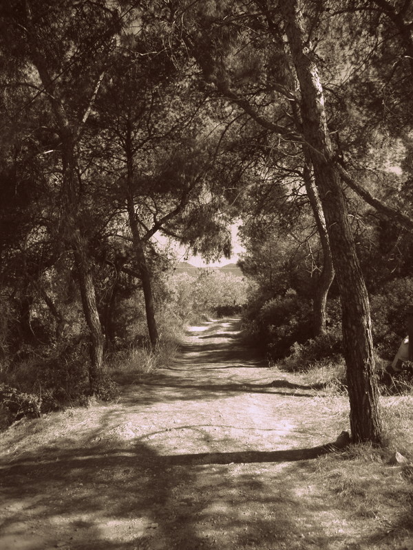 Foto fra Agistri, Hellas – Path at Mareza