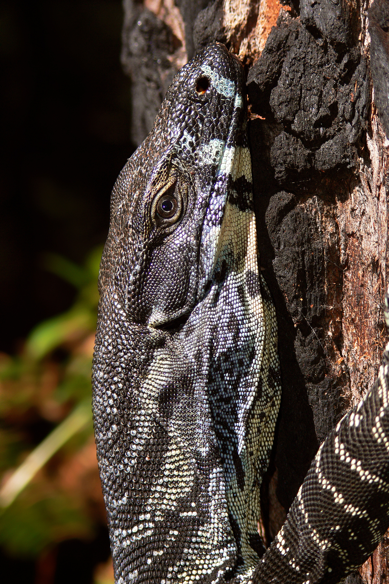Foto fra Australia – Goana444