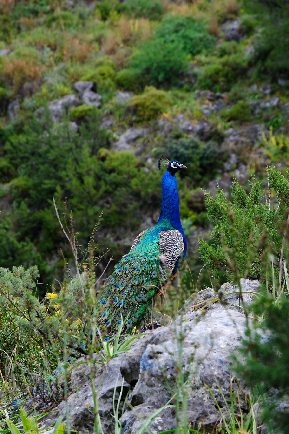 Foto fra Agistri, Hellas – Peacock on Agistri island