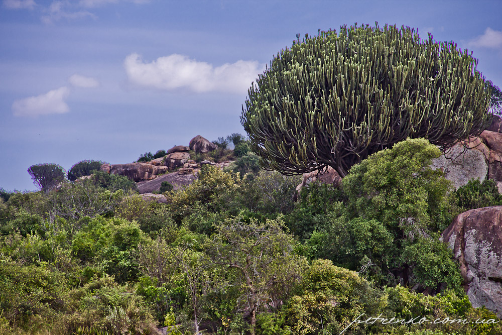 Foto fra Serengeti Nasjonalpark, Tanzania – Bariadi, Tanzania - panoramio