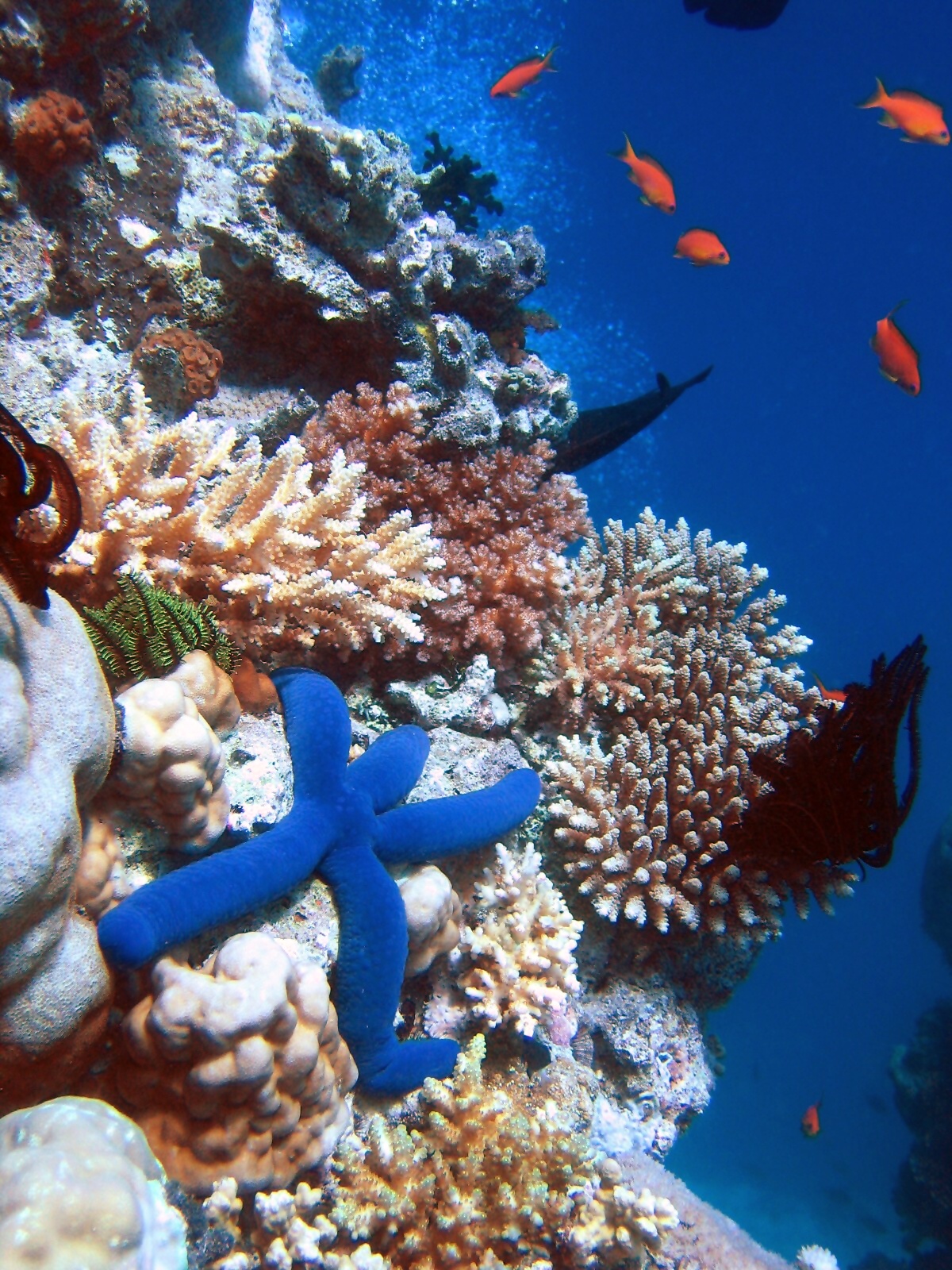Foto fra Great Barrier Reef, Australia – Blue Linckia Starfish