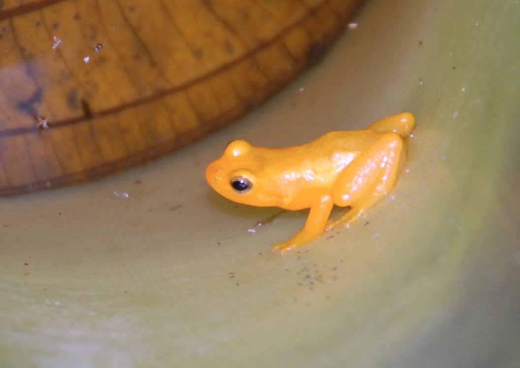 Foto fra Guyana – Golden frog Kaieteur