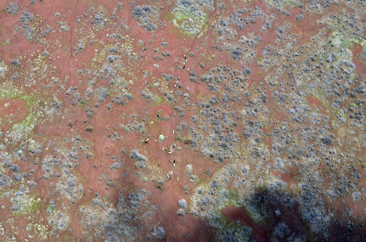 Foto fra Marsabit, Kenya – NP Kenya 211011 8