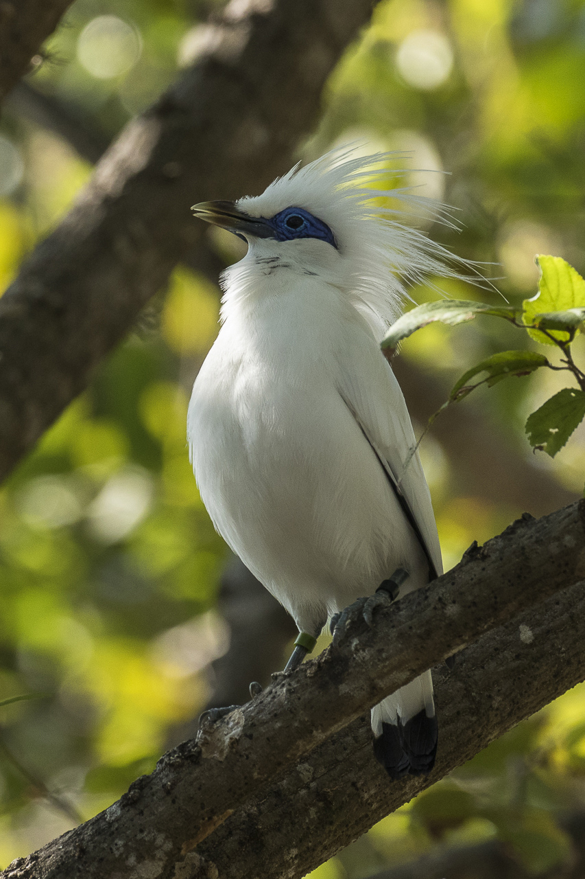 Foto fra Bali, Indonesia – Bali Starling - Bali Barat MG 8974