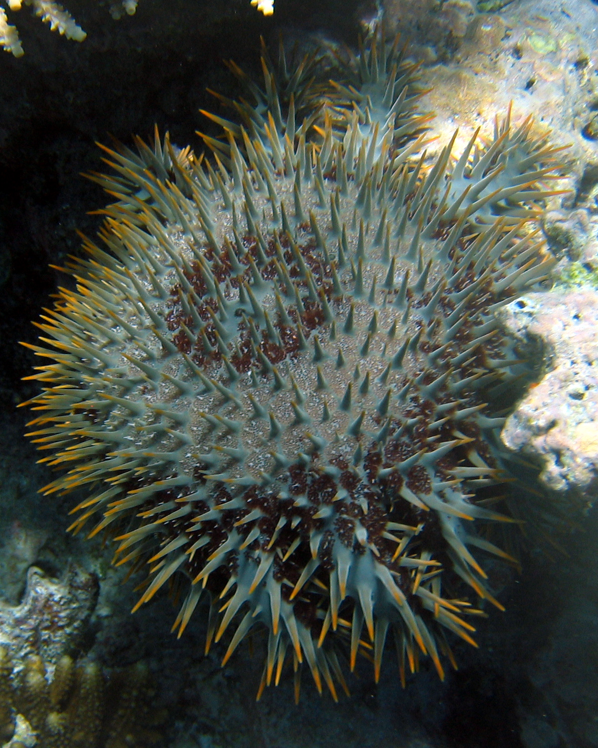Foto fra Great Barrier Reef, Australia – CrownofThornsStarfish Fiji -10-12
