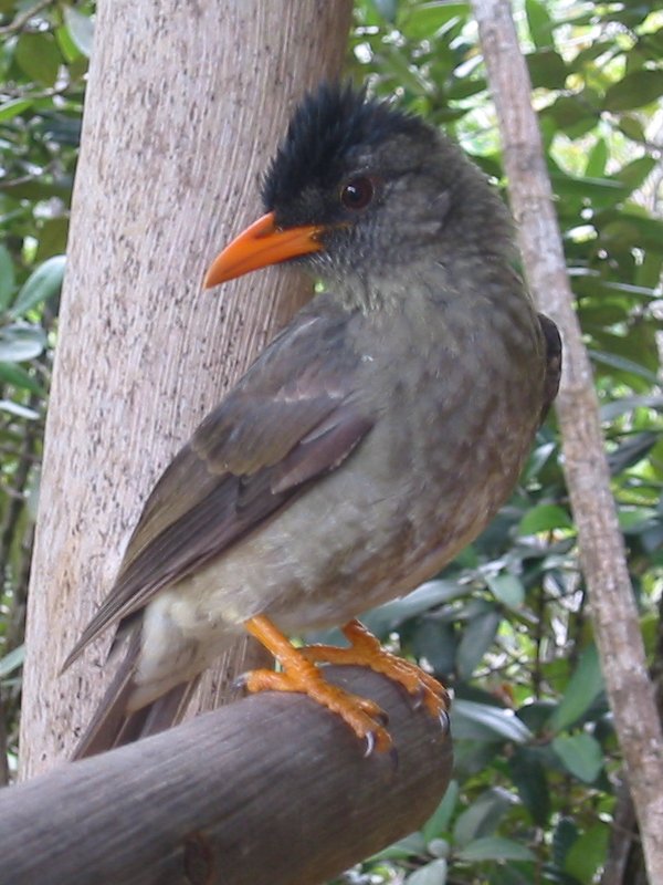Foto fra Praslin, Seychellene – Seychelles bulbul