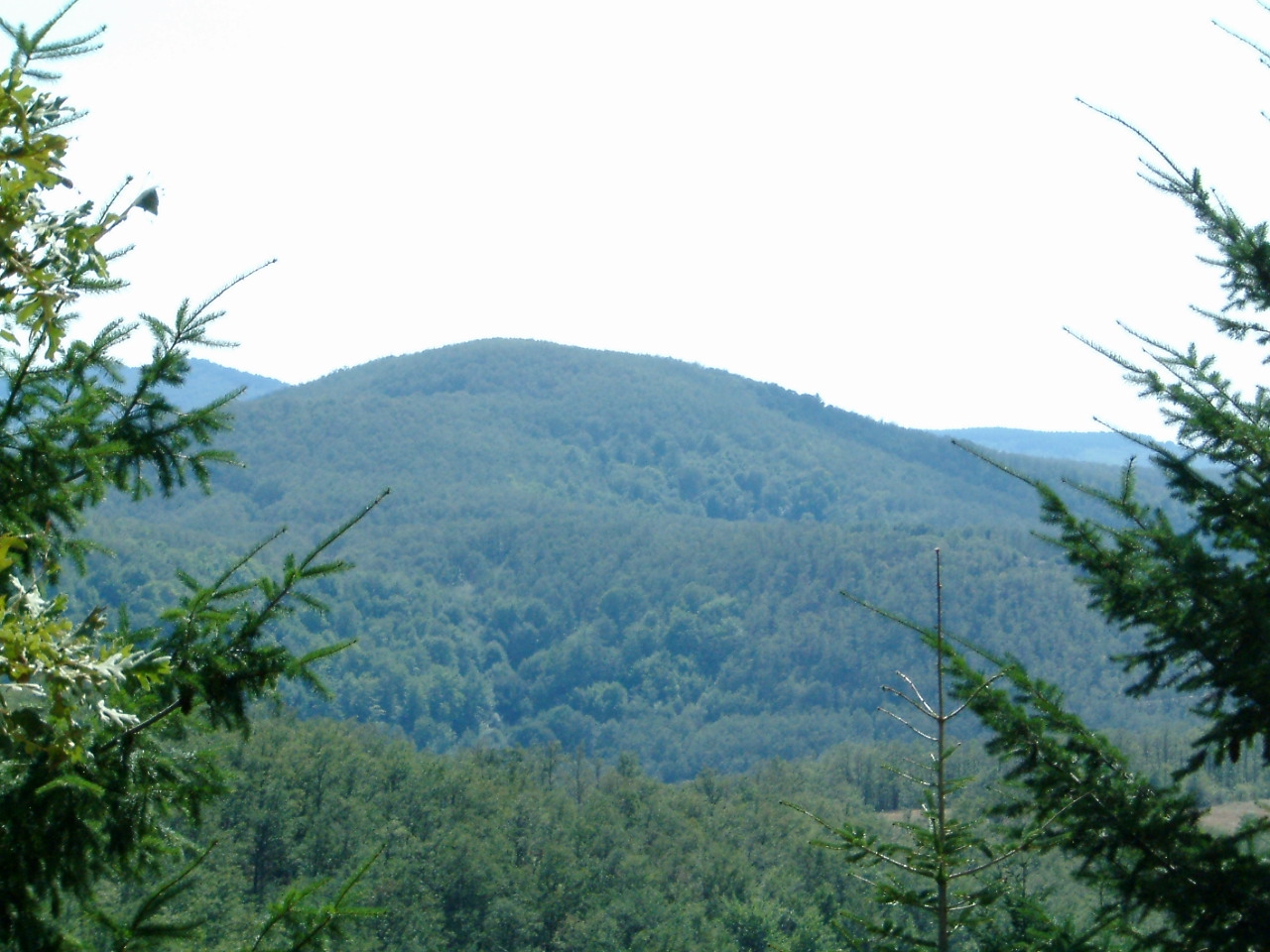 Foto fra Halkidiki, Hellas – Cholomondas Mountain, Chalkidiki, Greece - Dense forest