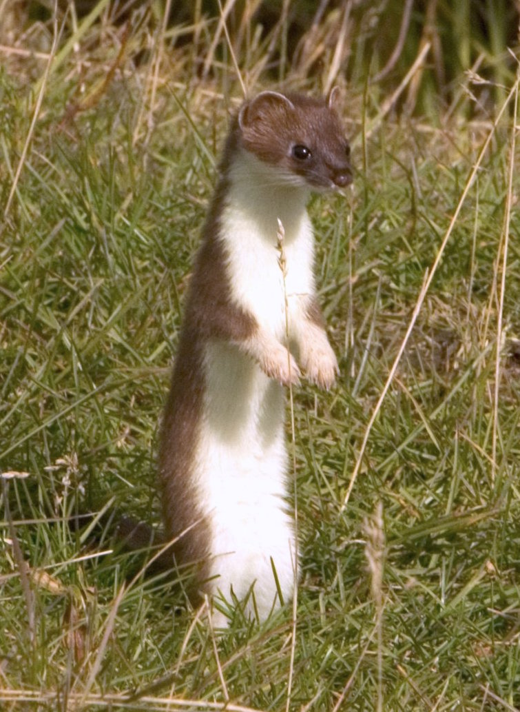 Foto fra Orkney Islands, Skottland – Mustela erminea upright