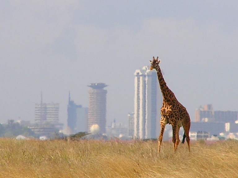 Foto fra Nairobi, Kenya – A lone giraffe in Nairobi National Park