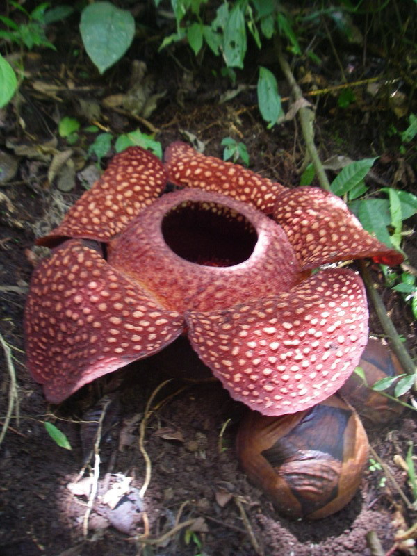 Foto fra Sumatra, Indonesia – Rafflesia sumatra
