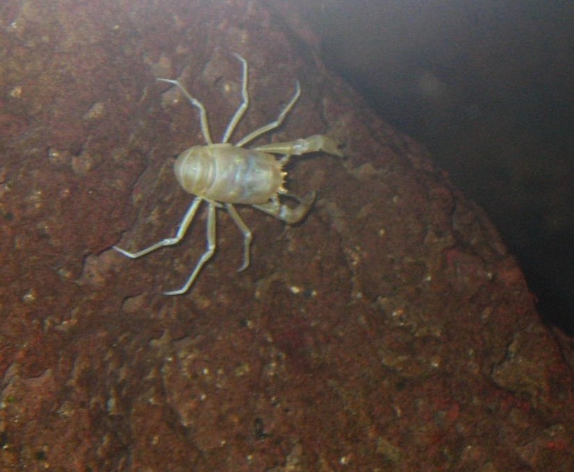 Foto fra Lanzarote, Kanariøyene – Munidopsis polymorpha