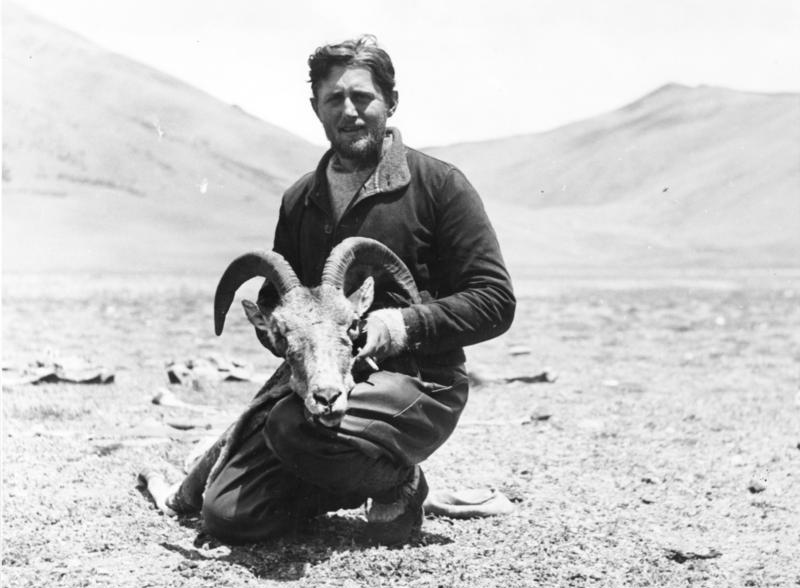 Foto fra Tibet, Kina: Bundesarchiv Bild 135-KB-17-040, Tibetexpedition, Geer mit Argali