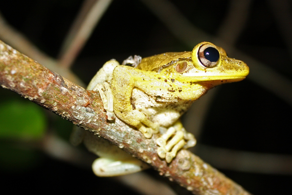 Foto fra Anguilla – Cuban Tree Frog (Osteopilus septentrionalis)