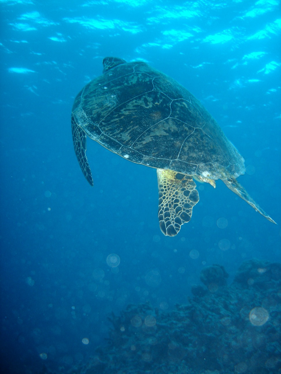 Foto fra Great Barrier Reef, Australia – Turtle06