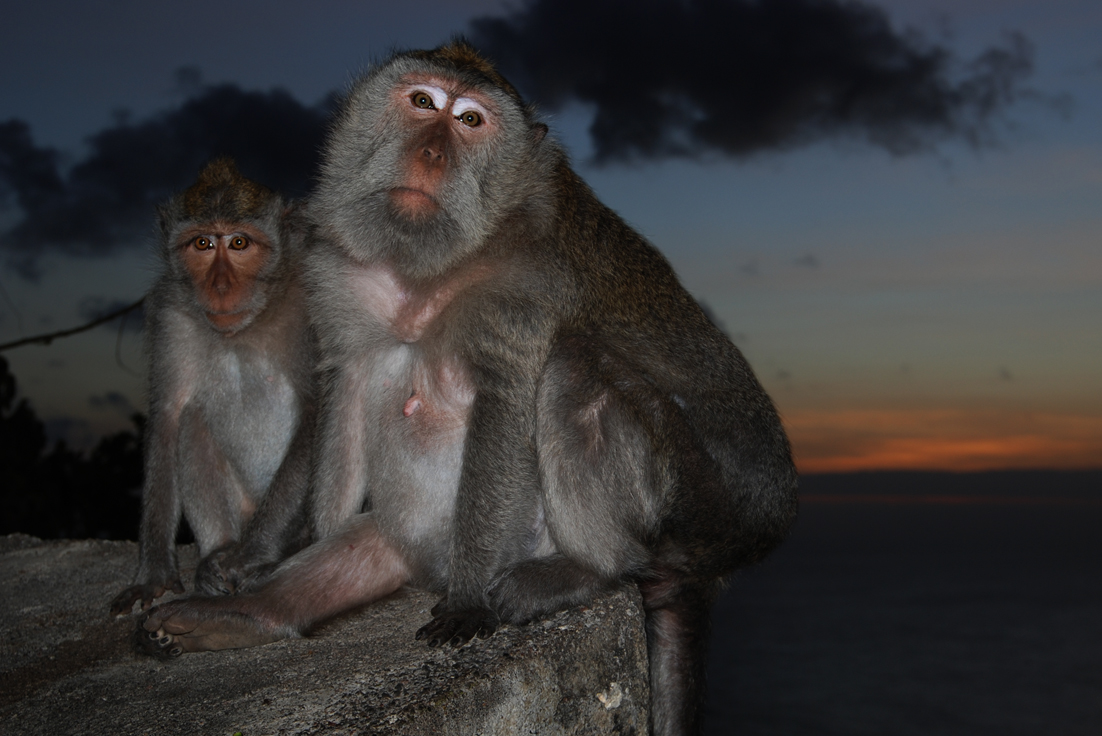 Foto fra Bali, Indonesia – Bali – Uluwatu Sunset Temple