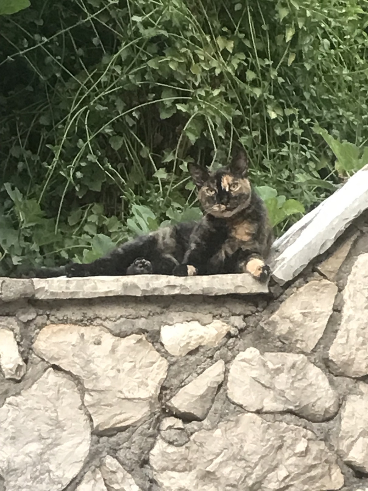 Foto fra Agios Nikitas, Hellas – 1 a cat in agios nikitas july