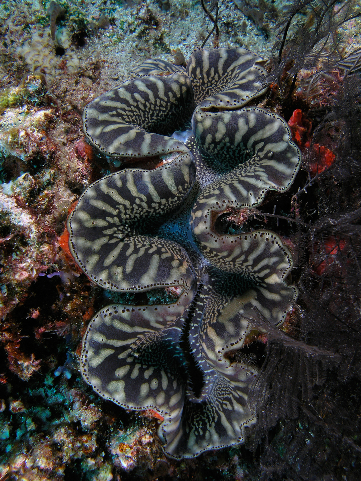 Foto fra Indonesia – Giant clam black&white komodo