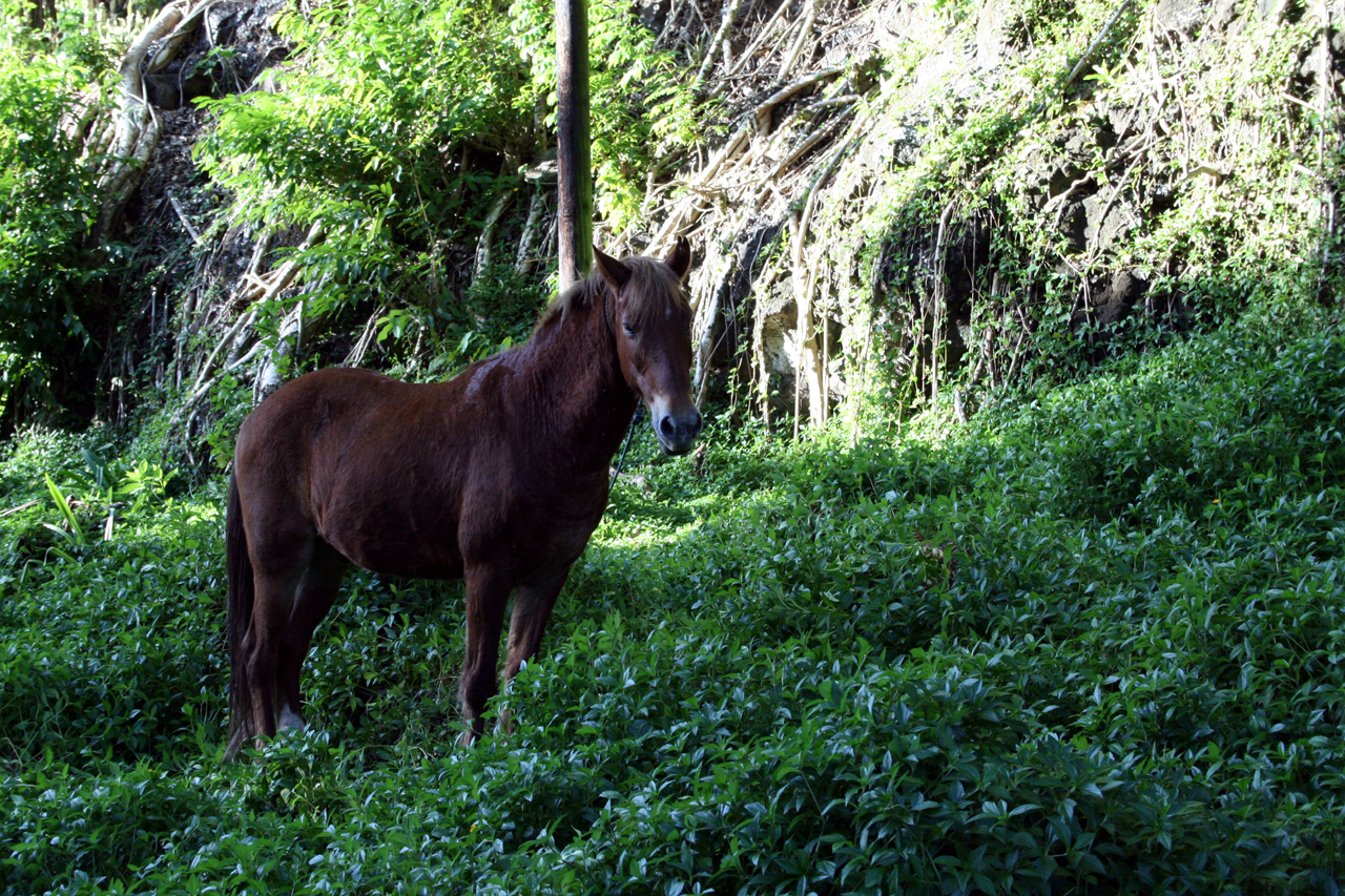 Foto fra Hiva Oa, Tahiti – Hiva Oa - Cheval