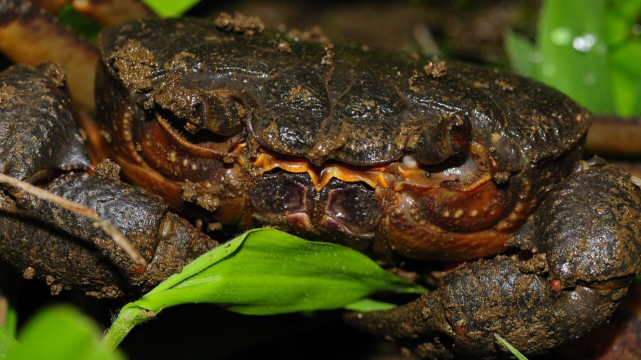 Foto fra Georgia – Potamon ibericus