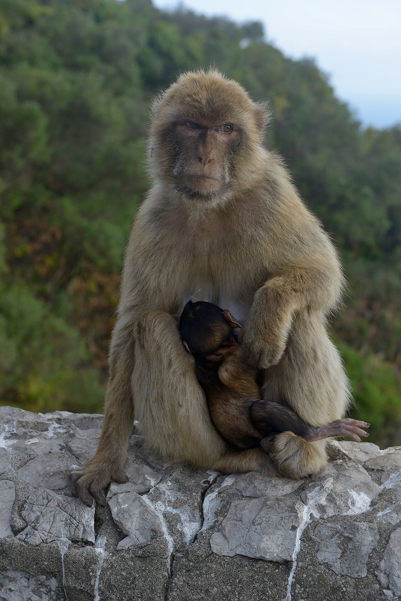 Foto fra Gibraltar – Barbary macaques in Gibraltar