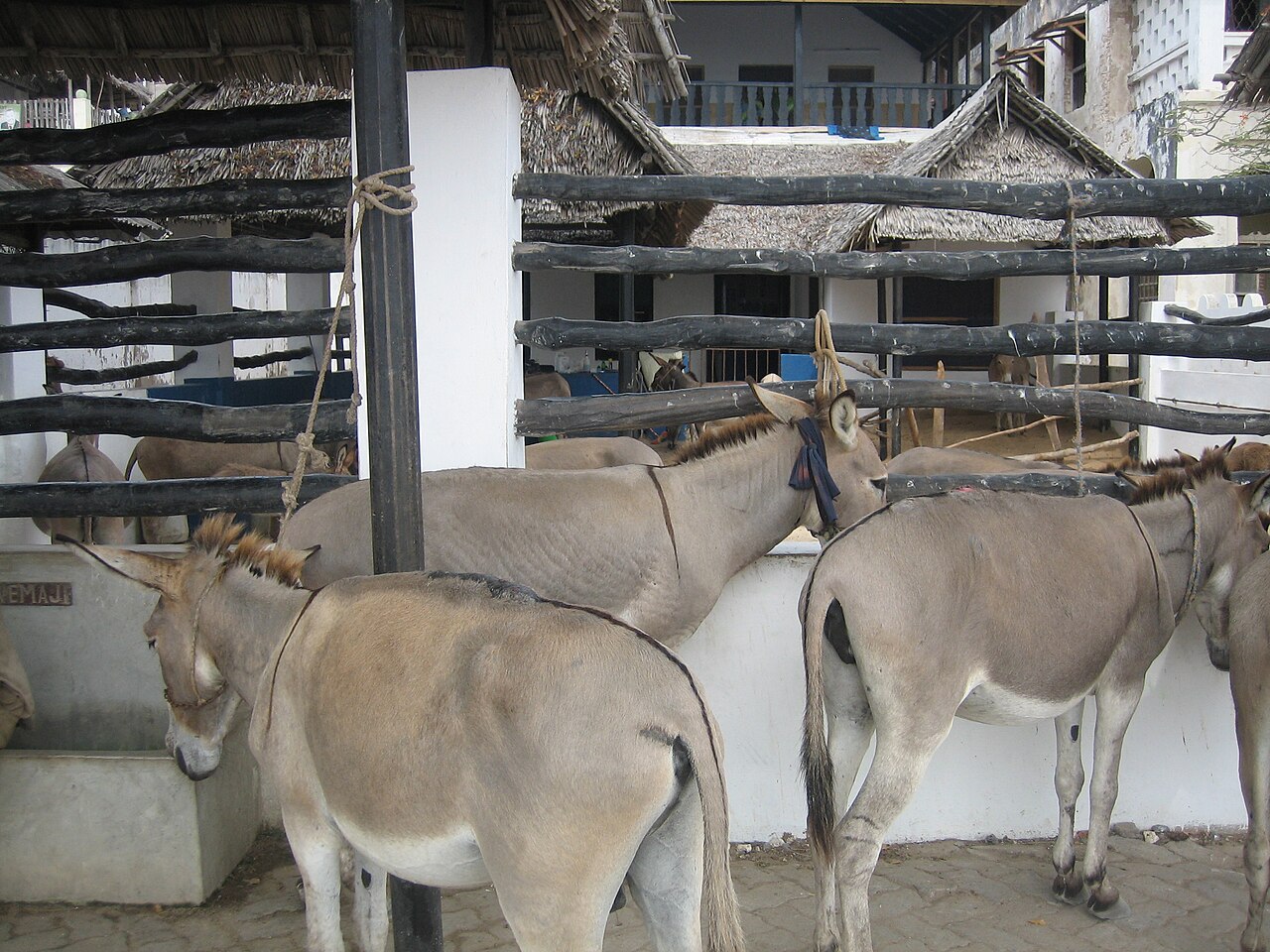 Foto fra Lamu, Kenya – Lamu Donkey Sanctuary