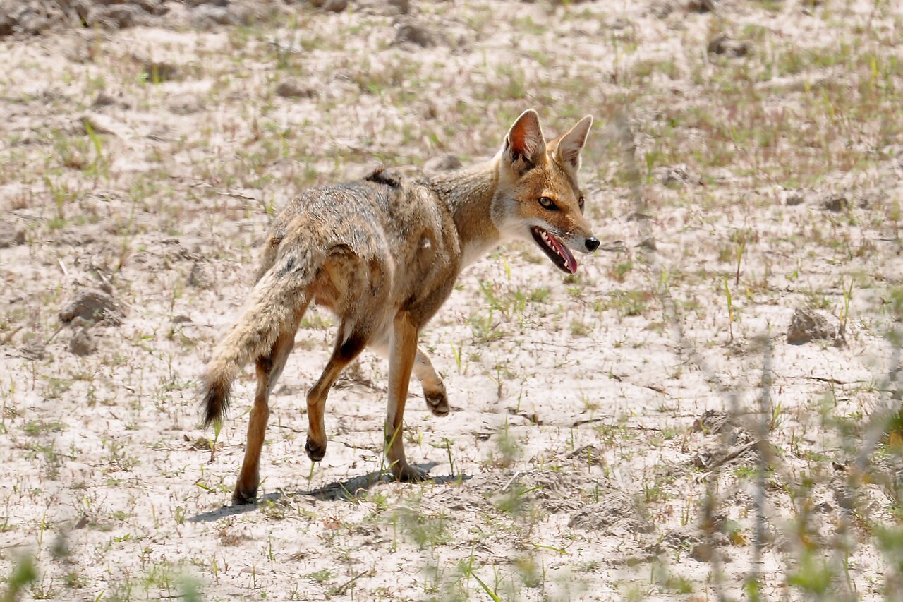 Foto fra Pampas, Argentina – Lycalopex gymnocercus