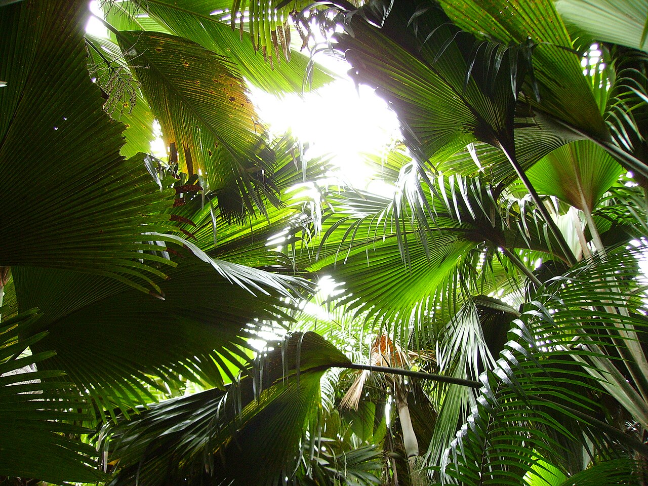 Foto fra Praslin, Seychellene – Coco de mer leafs
