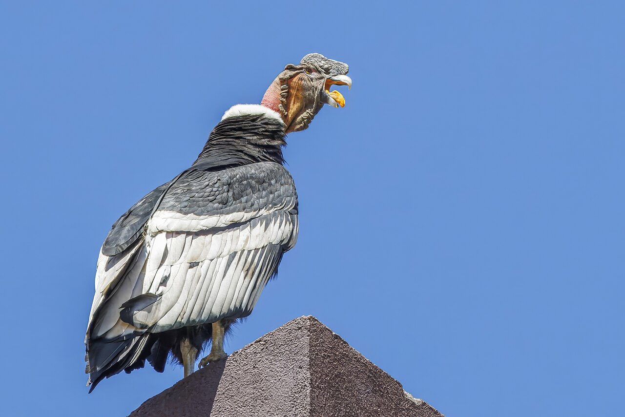 Foto fra Chile – Andean condor (Vultur gryphus) male Farellones