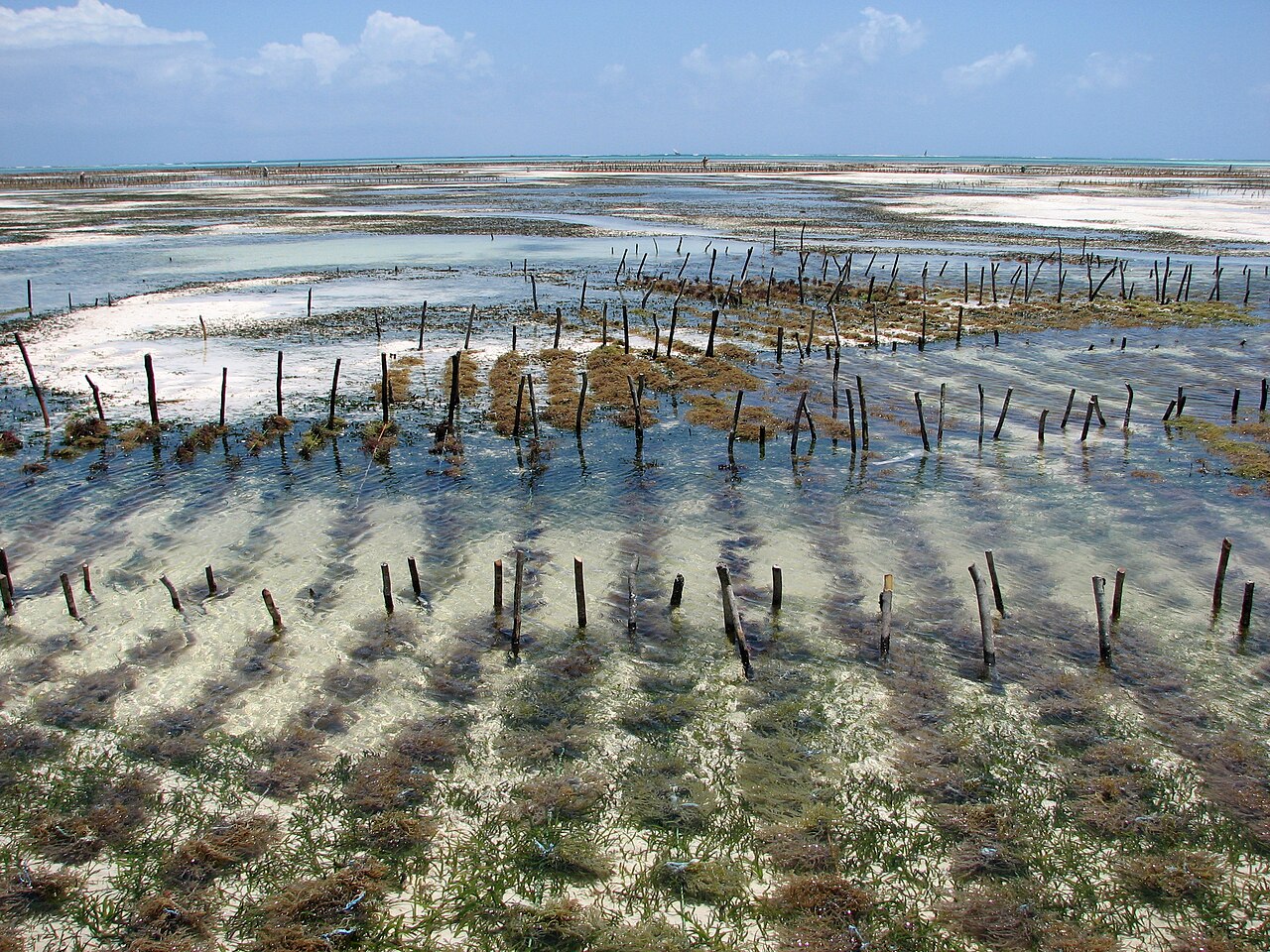 Foto fra Zanzibar, Tanzania – Aquakulturen Rotalgen Sansibar 1