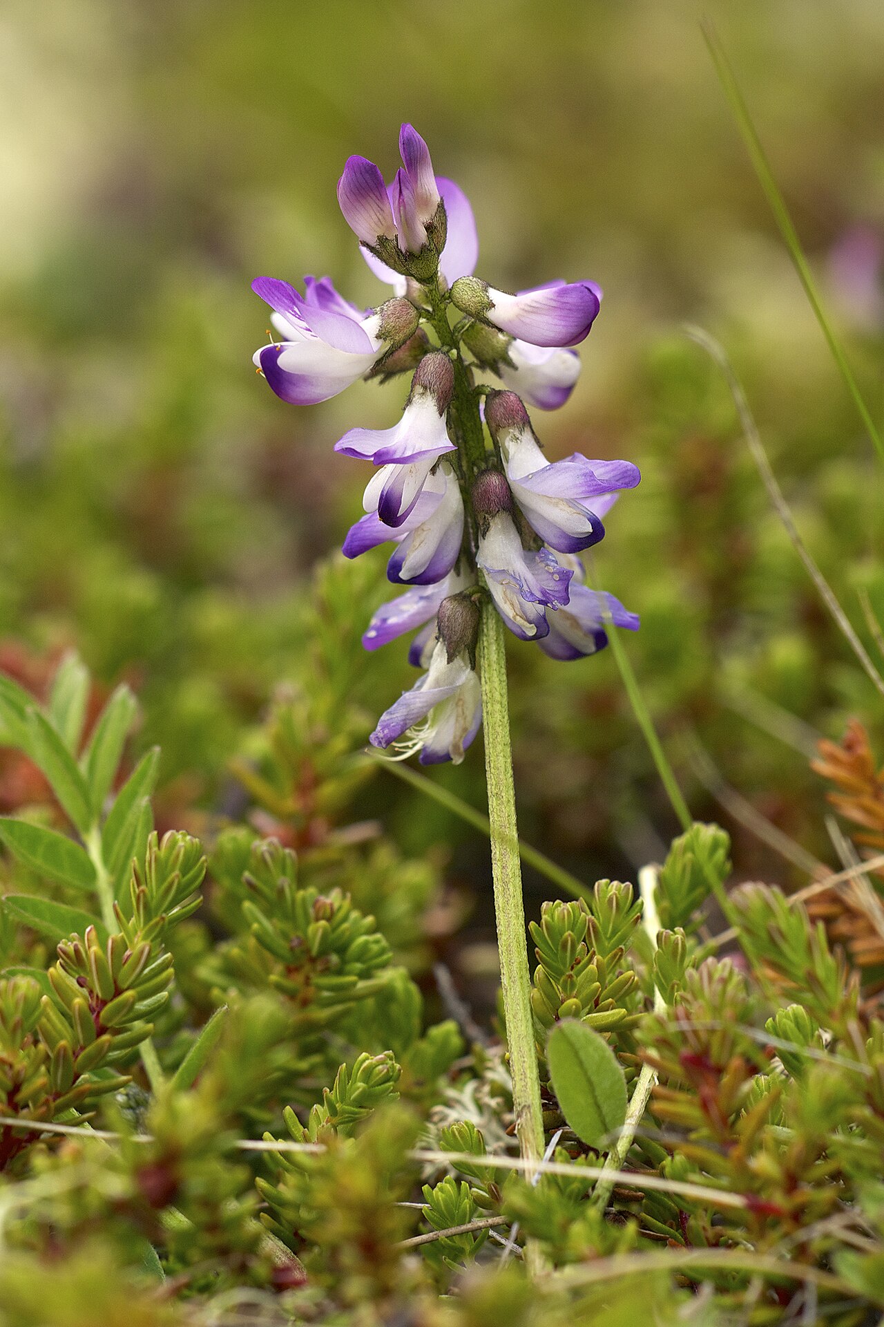 Foto fra Norge – Astragalus alpinus LC0319