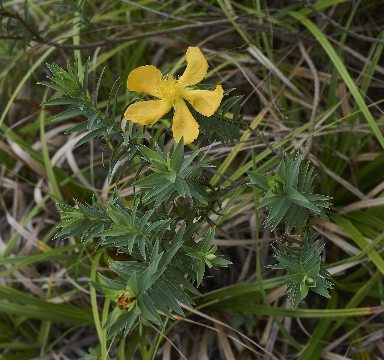 Foto fra Belize – Hypericum terrae-firmae Belize