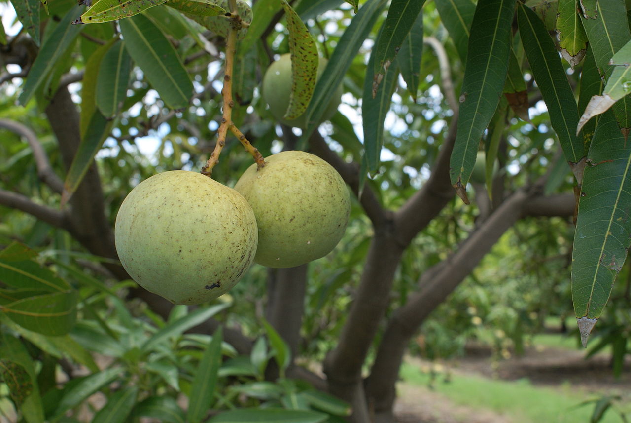 Foto fra Réunion – Mangifera indica var. José