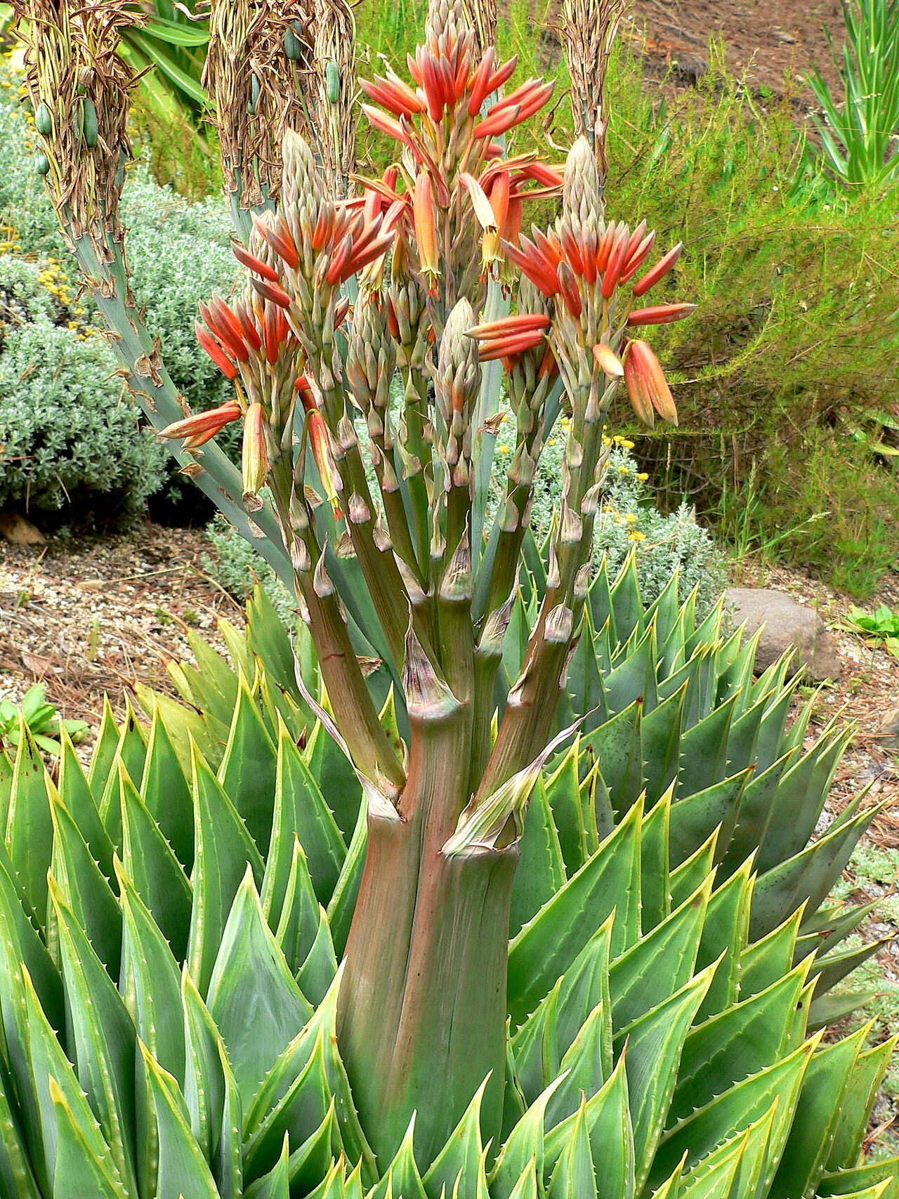 Foto fra Lesotho – Aloe polyphylla 3