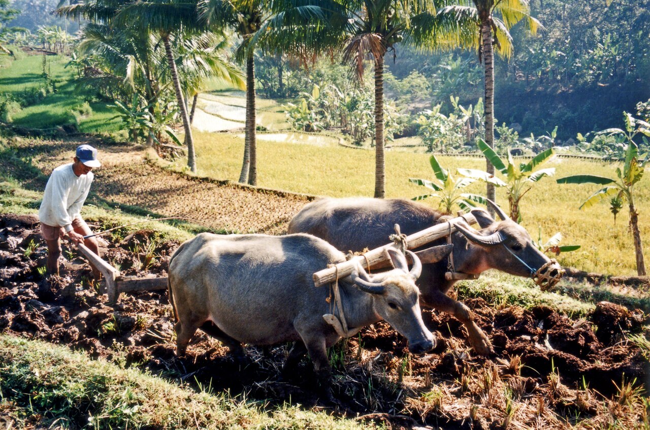 Foto fra Java, Indonesia – KerbauJawa