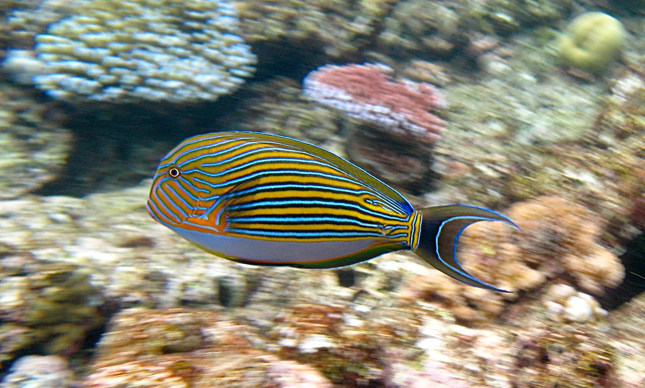 Foto fra Great Barrier Reef, Australia – Acanthurus lineatus Flynn Reef