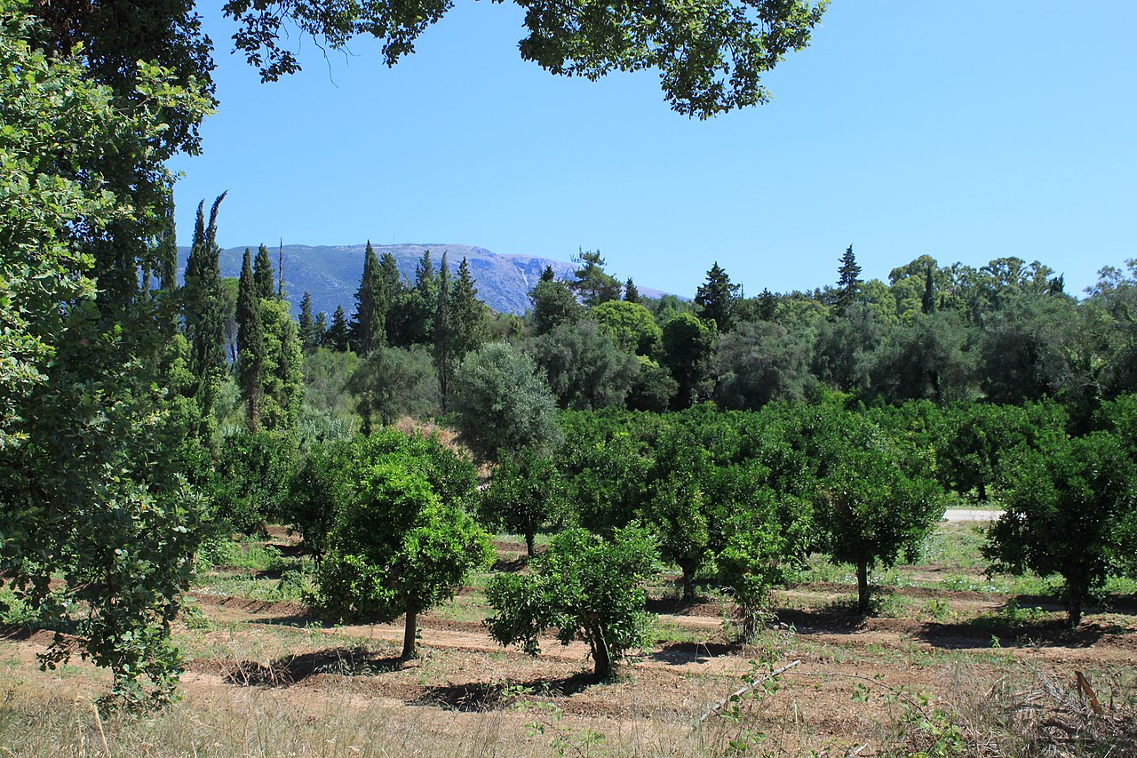 Foto fra Dassia, Hellas – Dassia tangerine gardens