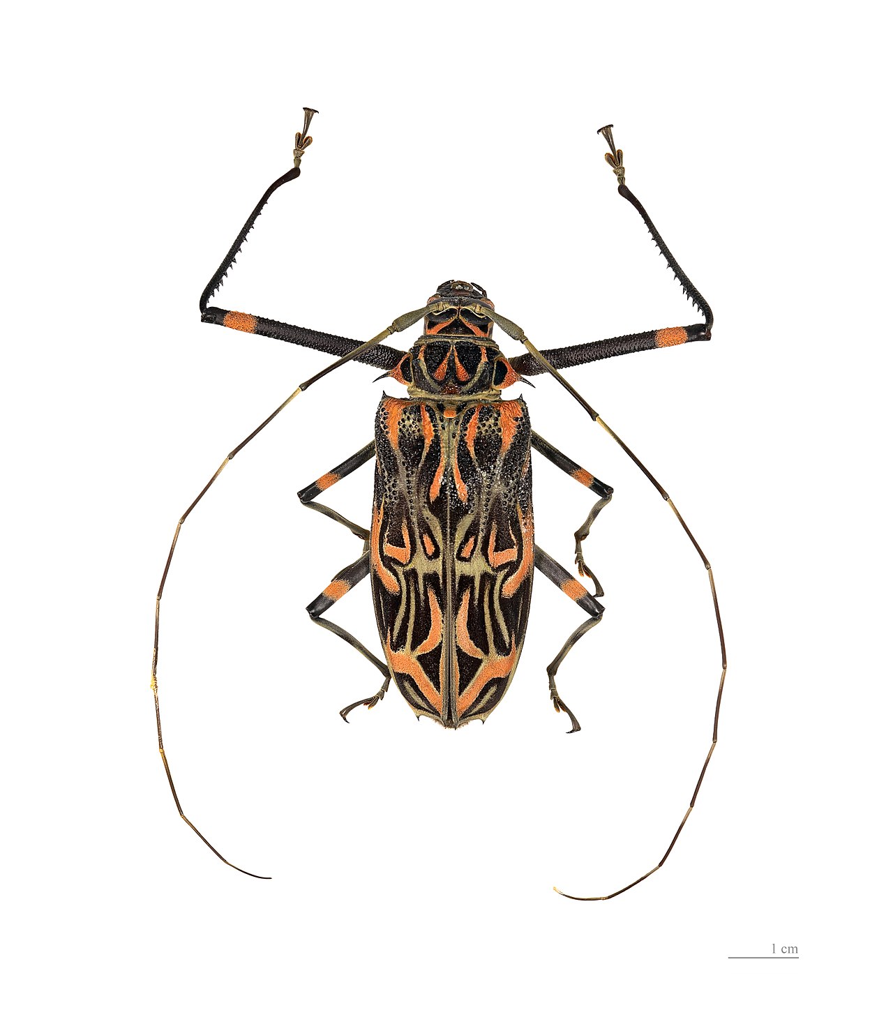 Foto fra Fransk Guyana – Acrocinus longimanus MHNT femelle