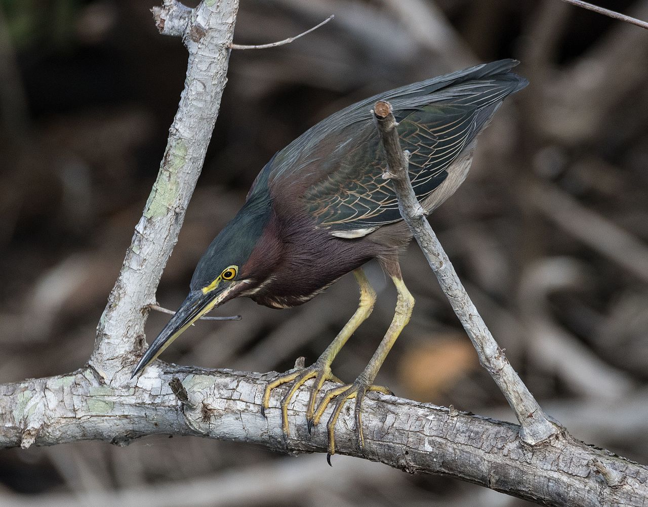 Foto fra Mexico – Butorides virescens stalking