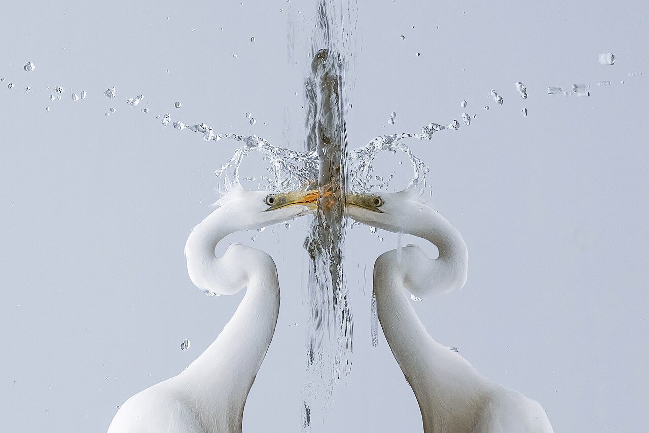 Foto fra Sveits – 012 Great egret fishing during a foggy day at Champ-Pittet