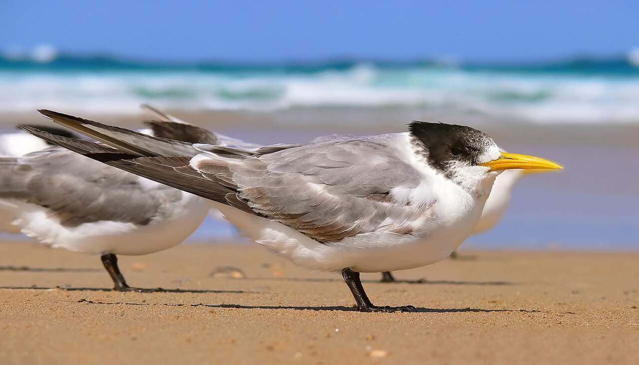 Foto fra Australia – Crested tern444 edit