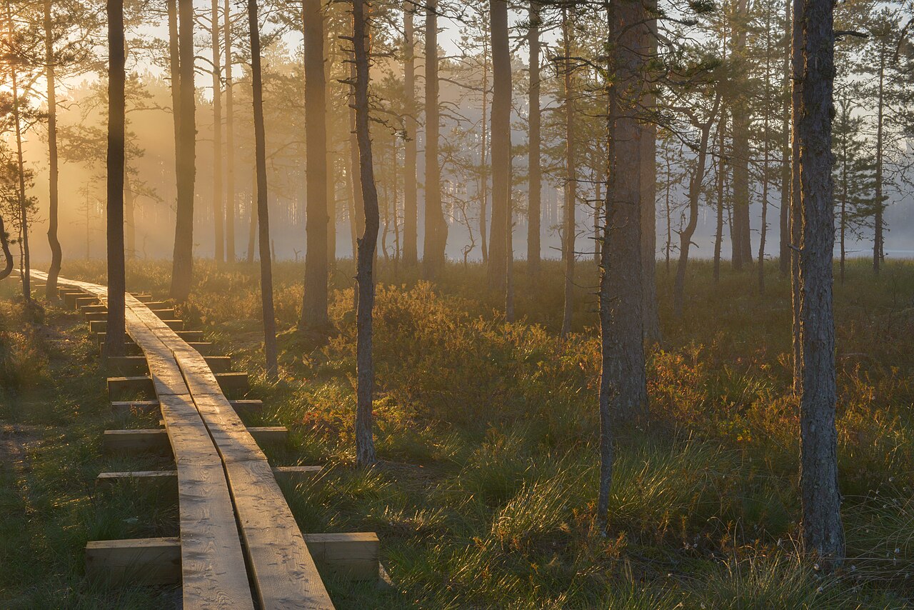 Foto fra Lahemaa Nasjonalpark, Estland – Hommik Viru rabas
