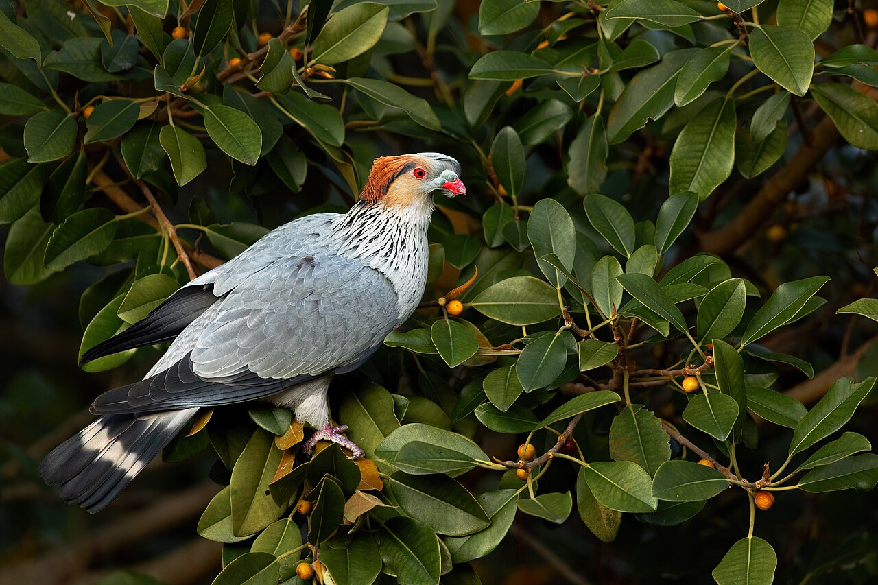 Foto fra Australia – Topknot Pigeon 0A2A6700